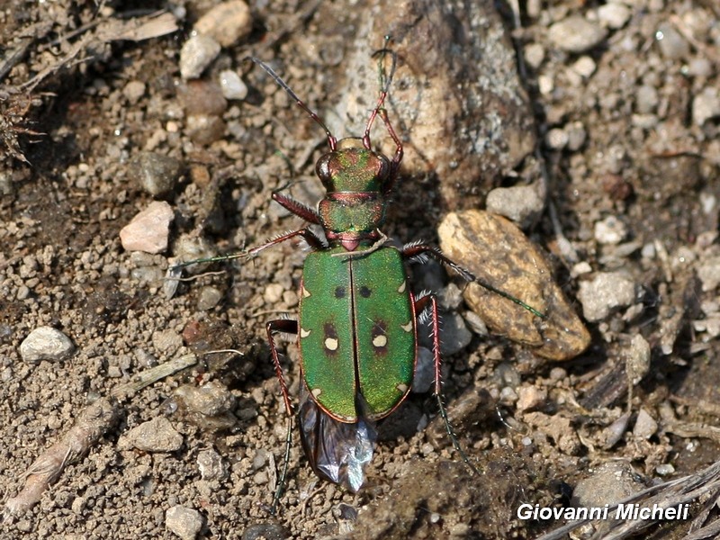 Carabidae:  Cicindela campestris
